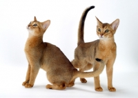 Picture of two 4 month old Abyssinian cats on white background