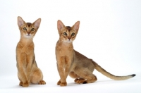Picture of two 4 month old Abyssinian cats