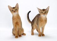 Picture of two 4 month old Abyssinian cats on white background