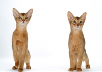 Picture of two 4 month old Abyssinian cats, front view