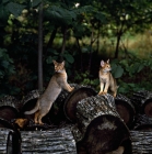 Picture of two abyssinian cats on logs in canada