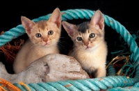 Picture of two abyssinian kittens amongst rope