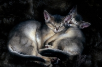 Picture of two abyssinian kittens asleep