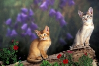 Picture of two abyssinian kittens on a log
