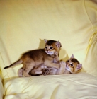 Picture of two abyssinian kittens playing