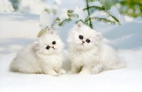 Picture of two adorable chinchilla kittens in snow