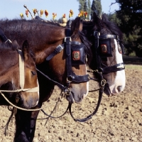 Picture of two adults and foal, resting at ploughing competition