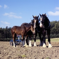 Picture of two adults and foal shire horses resting at ploughing competition