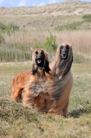 Picture of two Afghan Hounds standing near dune
