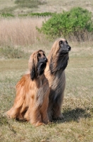 Picture of two Afghan Hounds standing together