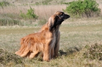 Picture of two Afghan hounds