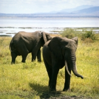 Picture of two african elephants,  lake manyara np