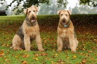 Picture of two Airedale terriers in autumn