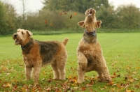 Picture of two Airedale terriers in autumn