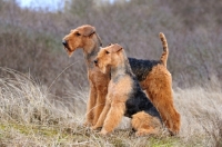 Picture of two Airedale Terriers