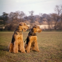 Picture of two airedales sitting in a field