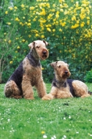 Picture of two airedales terriers on grass