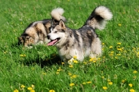Picture of two Alaskan Malamutes in field