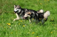 Picture of two Alaskan Malamutes running together