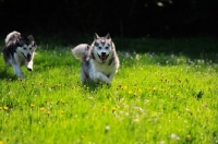 Picture of two Alaskan Malamutes