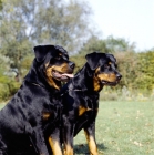 Picture of two alert rottweilers