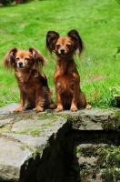 Picture of two alert Russian Toy Terriers sitting in garden looking towards camera