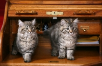 Picture of Two American Bobtail Kittens in Roll Top Desk