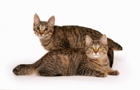 Picture of two American Bobtails