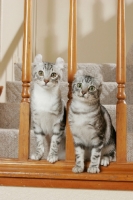 Picture of two American Curl cats on stairs