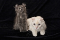 Picture of two American Curl cats, one adult, one kitten