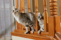 Picture of two American Curl cats