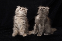 Picture of two American Curl kitten looking up