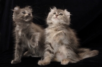 Picture of two American Curl kittens looking up