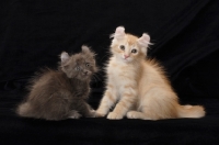 Picture of two American Curl kittens