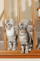 Picture of two American Curl
