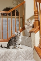 Picture of two American Curl