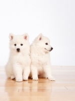 Picture of two American Eskimo puppies on white background