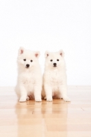 Picture of two American Eskimo puppies sitting on floor