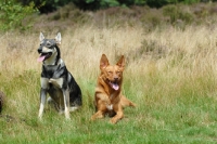 Picture of two American Indian Dogs lying in grass