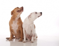 Picture of two American Pit Bull Terriers looking up