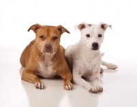 Picture of two American Pit Bull Terriers on white background
