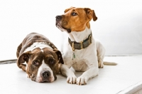 Picture of two American Staffordshire Terriers