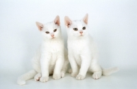 Picture of two american wirehair kittens