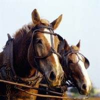 Picture of two amish horses