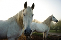 Picture of Two andalusians.