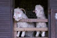 Picture of two Angora goats in barn
