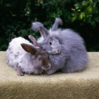 Picture of two angora rabbits, one clipped one unclipped