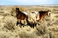 Picture of two appaloosa coloured
indian ponies standing in sagebrush, new mexico