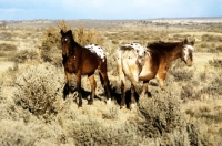 Picture of two appaloosa coloured
indian ponies standing in sagebrush, new mexico