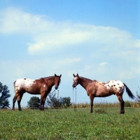 Picture of two Appaloosa horses in field in usa